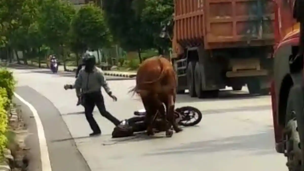 Dua Motor Ditanduk dan Serang Pengendara, Sapi Ngamuk saat Hendak Dijual Tuannya