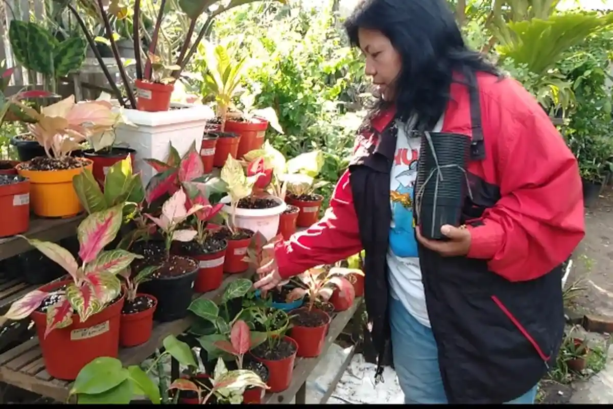 Tanaman Hias Layu Karena Sering Disiram? Ini Cara Mengatasinya!