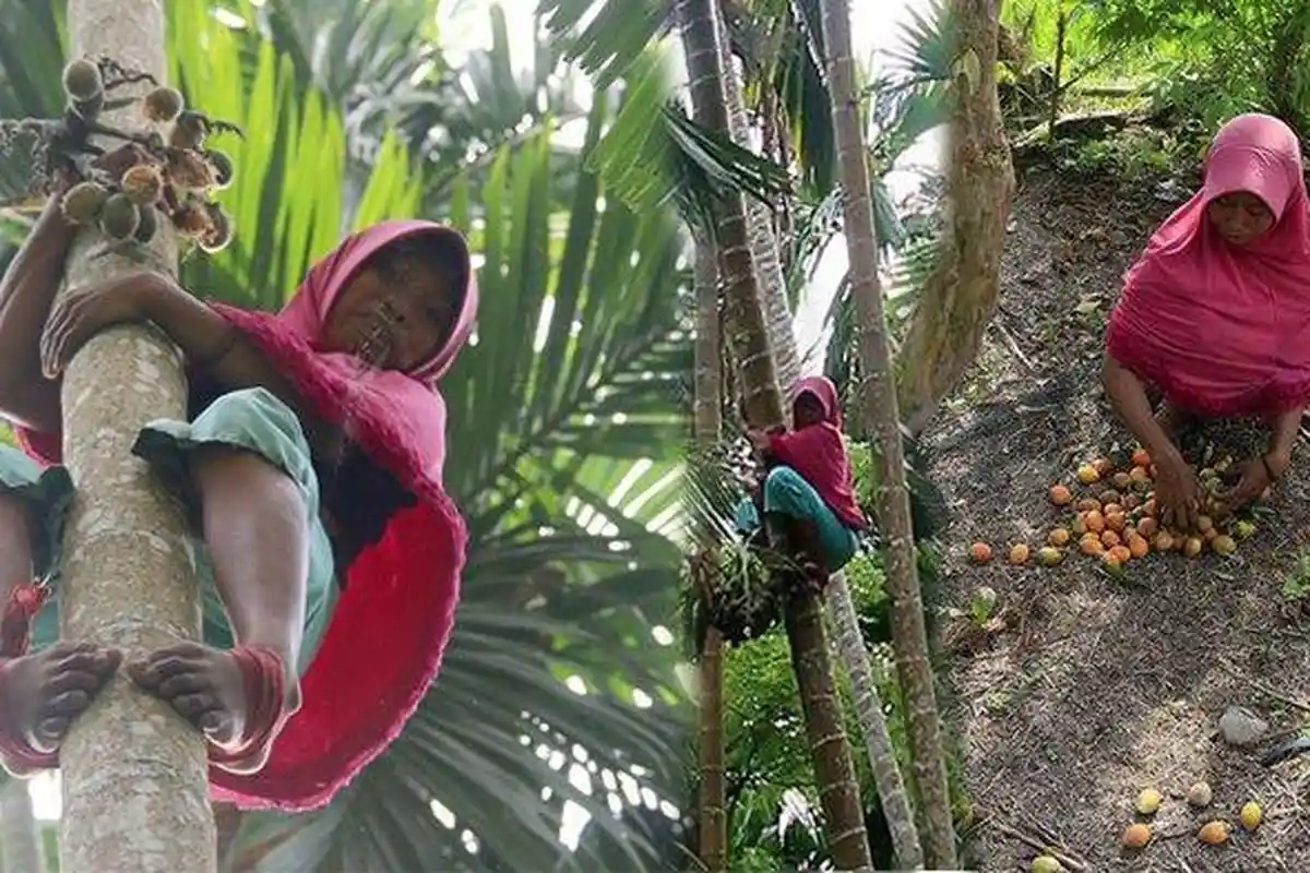 Kisah Siti Hajar, Sang Perempuan Tangguh, Sanggup Panjat 60 Pohon Pinang Sehari untuk Hidupi 4 Orang
