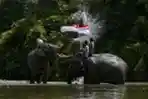 Gajah Sumatera Menyambut Perayaan Kemerdekaan Indonesia