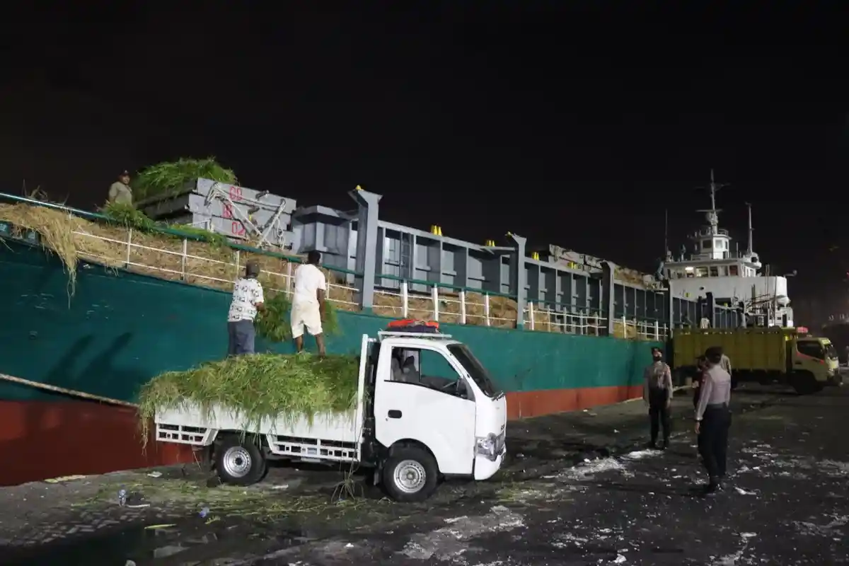 Total 700 Sapi dari Kupang Ditolak Masuk Pelabuhan Tanjung Perak sebagai Antisipasi PMK di Surabaya