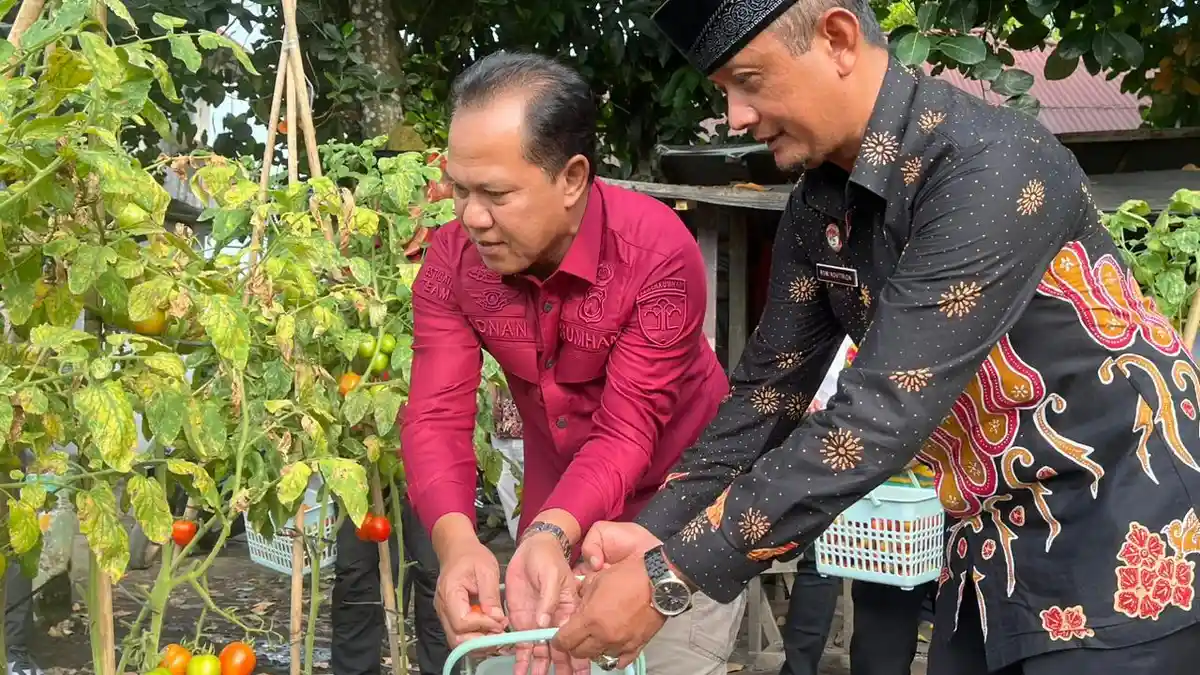 Kakanwil Kemenkumham Malut M Adnan bersama Para Kadiv Memanen Hasil Pertanian Lapas Kelas IIB Tobelo