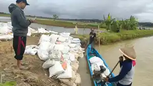 Banjir-rendam-ratusan-hektare-sawah-di-Pangandaran-1112022.jpg