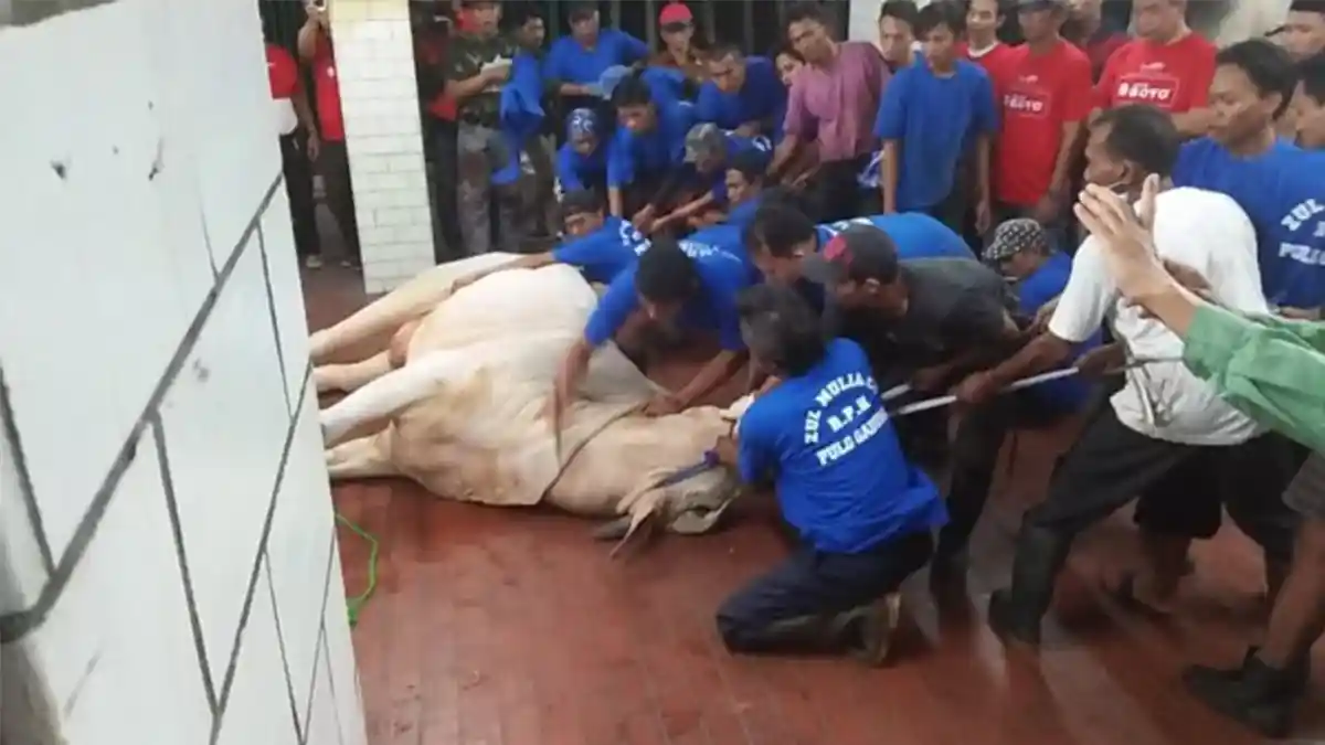 Butuh Waktu 20 Menit dan 18 Orang untuk Robohkan Sapi Jokowi yang Beratnya 930 Kg