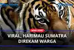 Viral-Harimau-Sumatera-Direkam-Warga.jpg