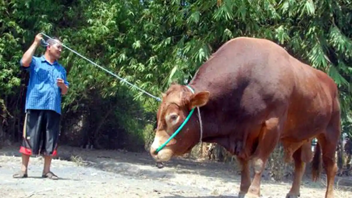 Daftar Negara Penghasil Daging Sapi Terbesar di Dunia