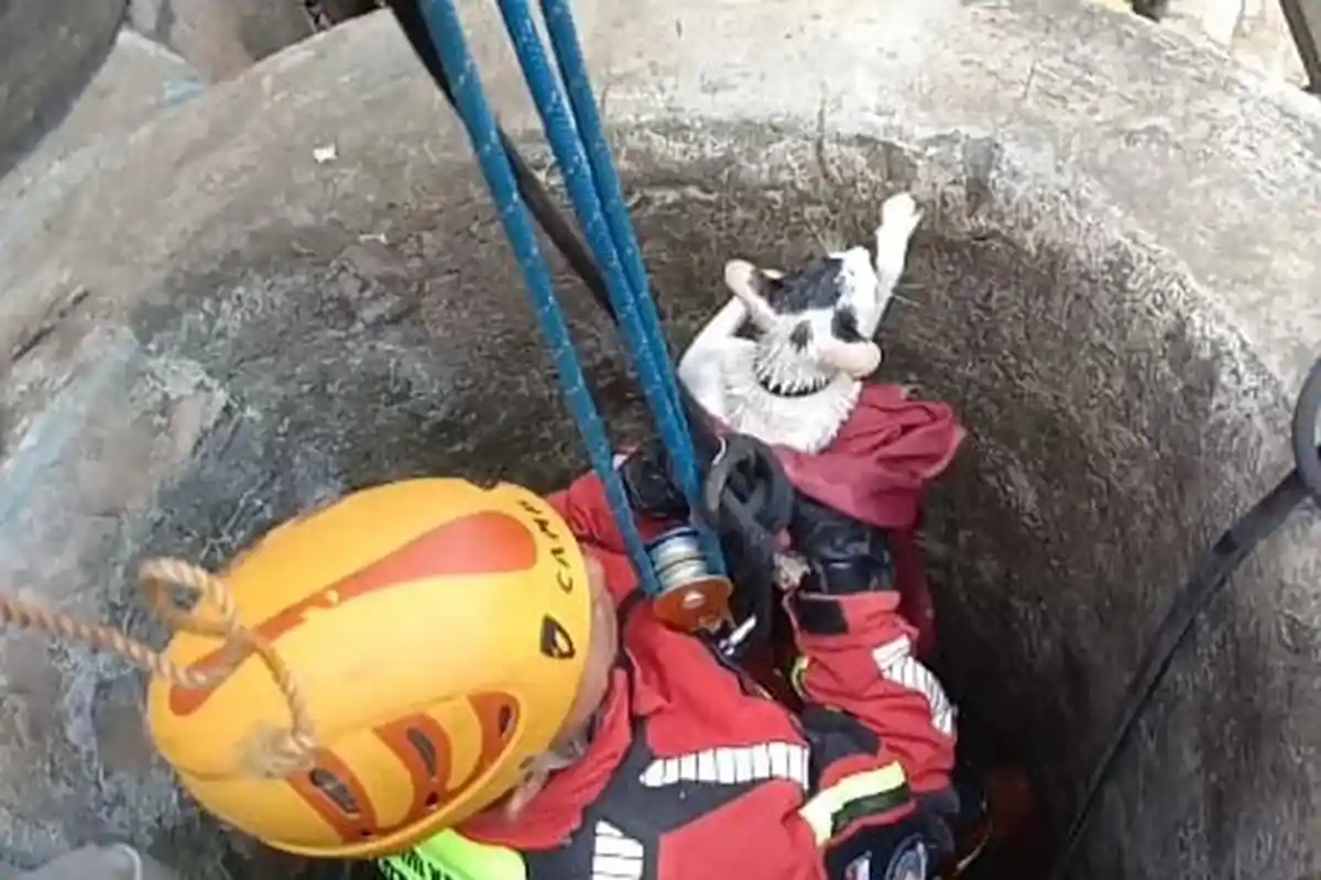 Detik-detik Petugas Damkar Selamatkan Kucing yang Jatuh ke Sumur Sedalam 14 Meter