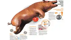 grafis-meningitis-babi_20170311_100518.jpg