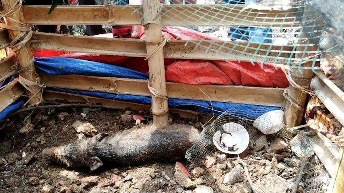 Warga Nekat Telanjang Agar Bisa Menangkap Babi Ngepet, Curiga Ada Orang Berjubah Hitam