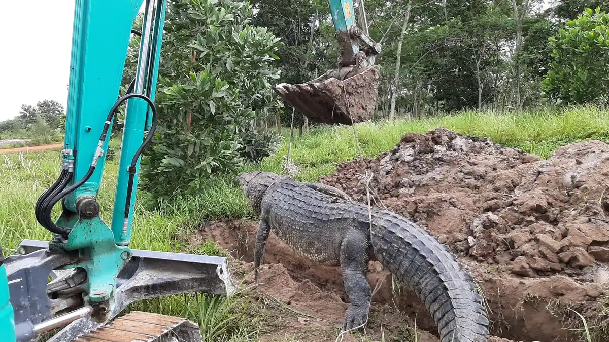 Proses Penguburan Buaya Jumbo Sepanjang 4,6 Meter, Butuh Satu Unit Ekskavator dan Empat Orang Dewasa