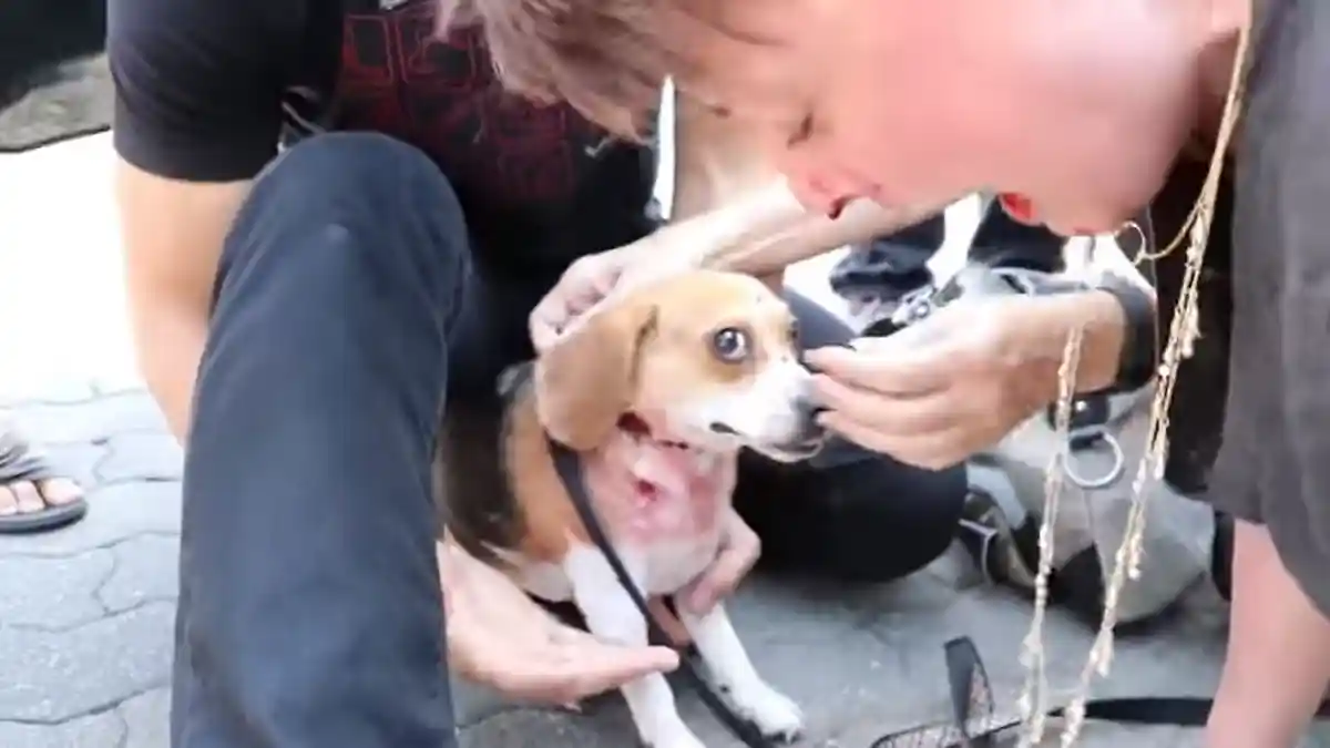 Anjing Pitbull Menyerang Seekor Beagle dan Pemiliknya. Yang Terjadi Sungguh Mengharukan