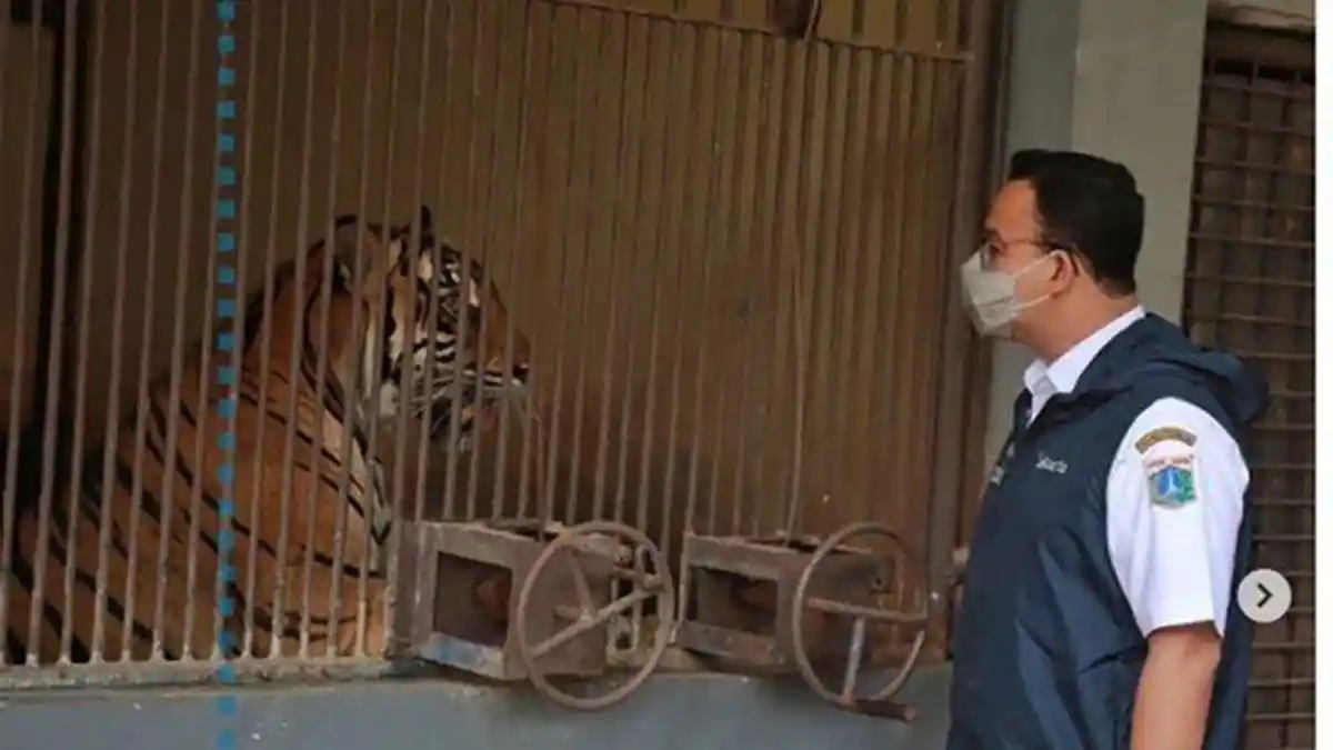 Tinjau Harimau Sumatera yang Positif Covid-19, Anies Baswedan: Tak Ada Pilihan, Mereka Harus Isolasi