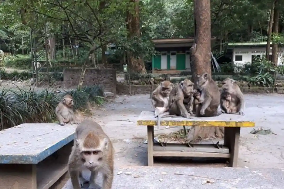 Kera-kera Mulai Turun dari Gunung Merapi, TNGM: Warga Jangan Panik jika Mereka Muncul