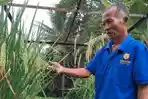 Padi-Sukma-Sukorejo-Kasembon-Malang-yang-dikembangkan-oleh-Ngateman.jpg
