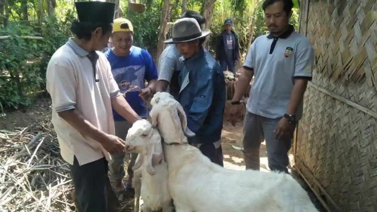 Jelang Idul Adha Ternak Jadi Sasaran Pencurian. Sudah Terjadi di Lumajang