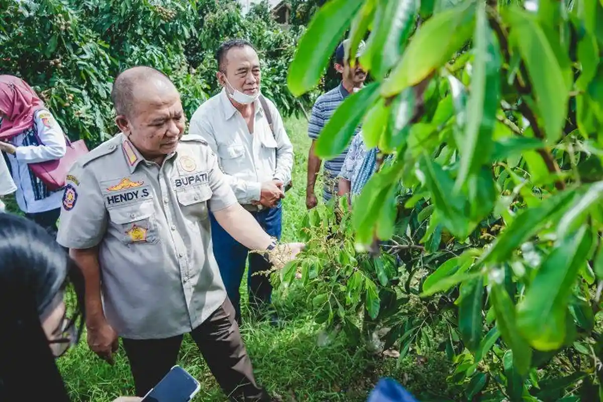 Bupati Hendy Optimistis Kelengkeng Jemsu Bisa Bersaing dengan Buah Impor