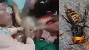 Tragedi-Di-Atas-Genting-Slamet-Diserang-Ribuan-Tawon-Vespa-Saat-Hendak-Bersihkan-Toren.jpg