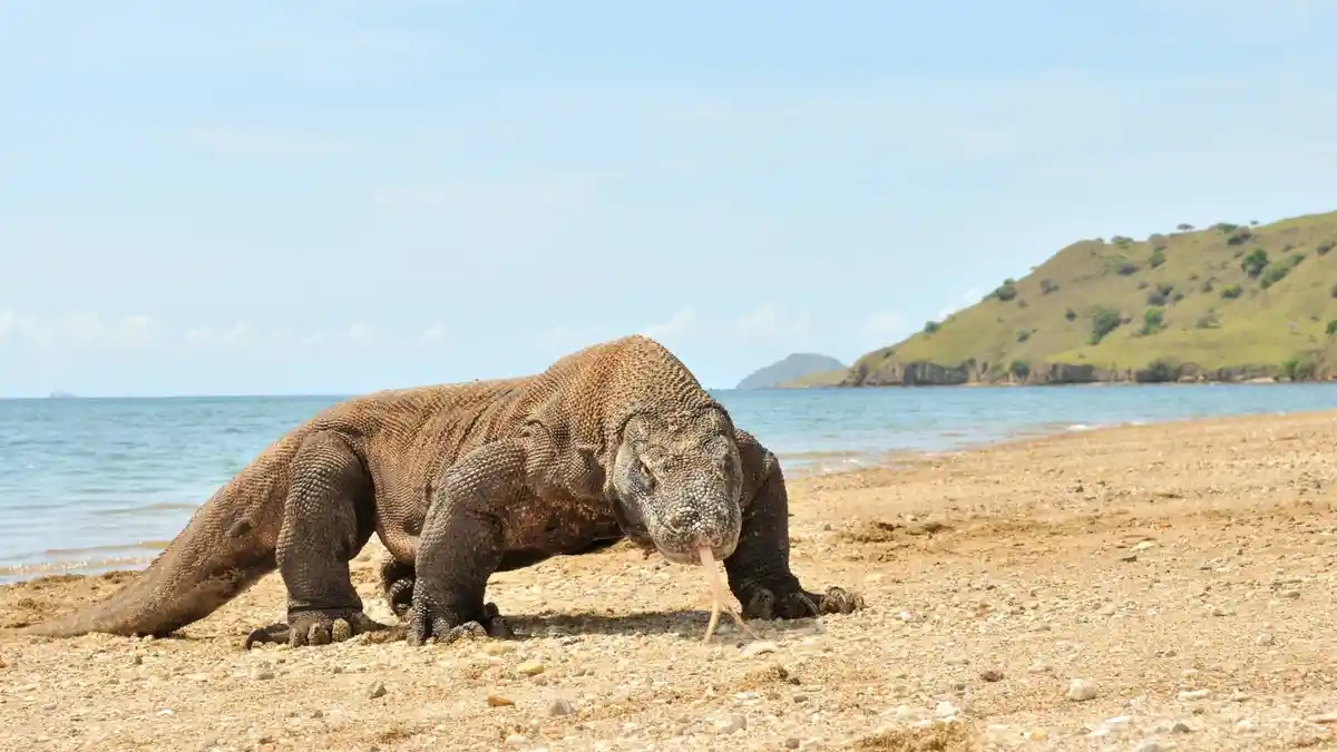 Waktu Terbaik Melihat Komodo, Ada Momen Langka Komodo Jantan Berkelahi Rebutan Komodo Betina