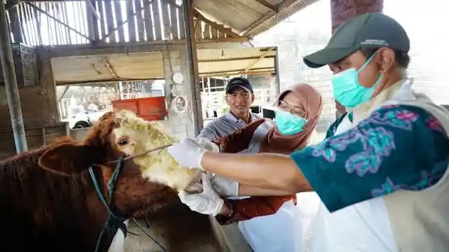 tim-monitoring-hewan-kurban-kabupaten-kediri.jpg