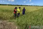 Bermalam di Lumbung Harapan Demi Menjaga Senyum Petani