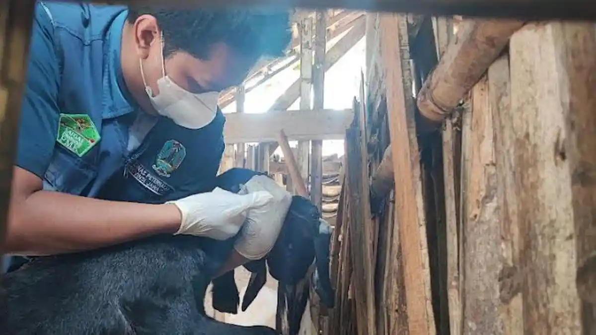 Stok Vaksin Melimpah, Sasaran Vaksinasi PMK Trenggalek Diperluas hingga Kambing dan Domba