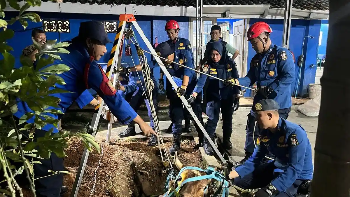 Sapi Kurban di Bandar Lampung Patah Pinggang Gara-gara Terperosok ke Lubang