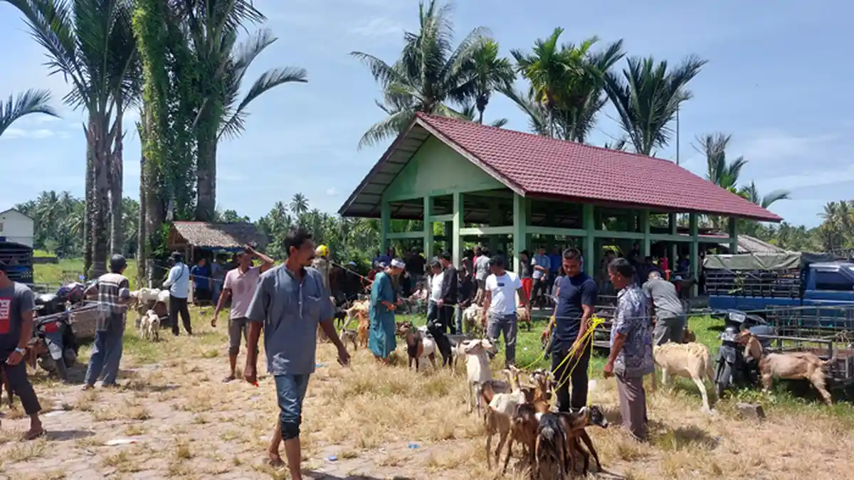 Ingin Aman dari Wabah PMK, Ini Cara Memilih Hewan Kurban, Simak Panduannya