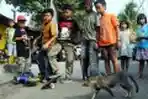 Tungguin Kucing Lewat