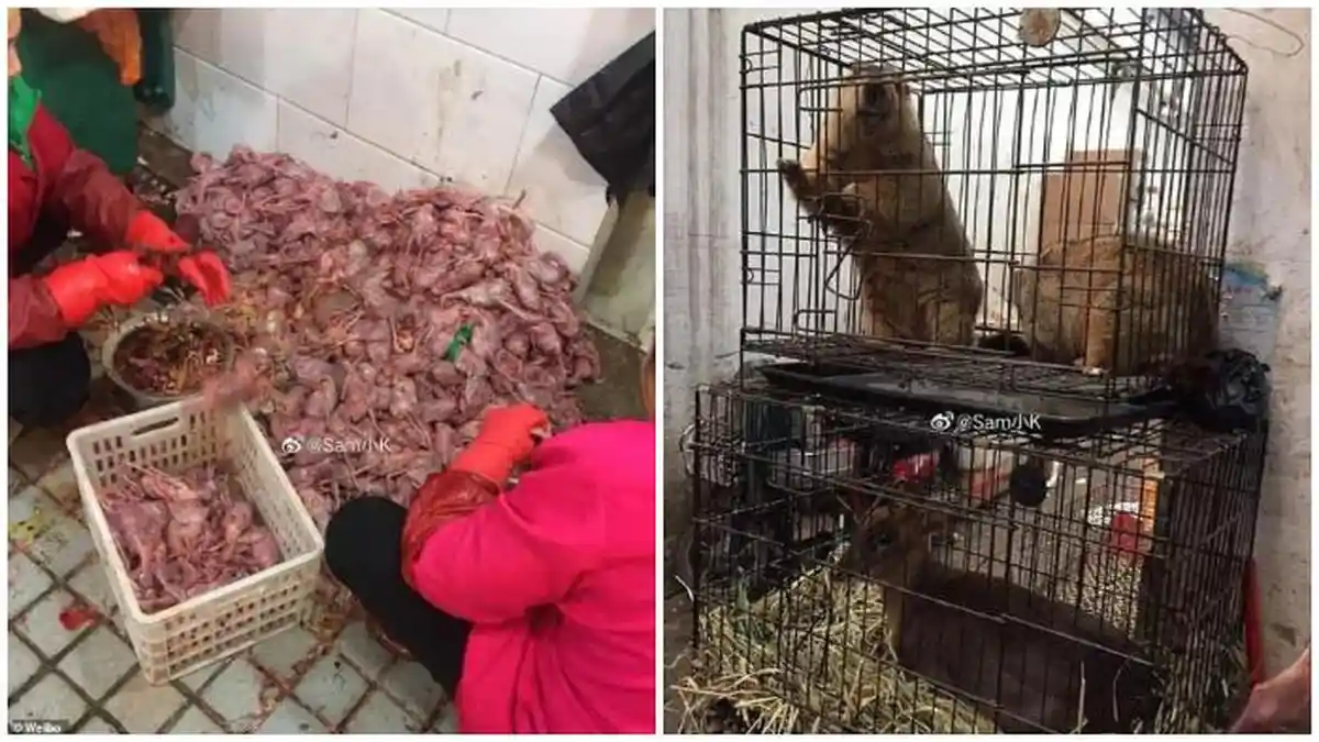 Diduga Berasal dari Pasar Makanan Binatang Eksotis di Wuhan, Virus Corona Menginfeksi 2023 Orang