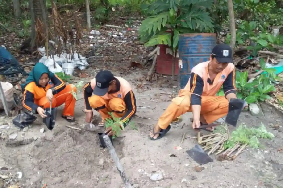 Pembibitan Daun Kelor di Pulau Tidung Manfaatkan Pupuk dari Sampah dan Air Bekas AC