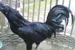 06082015_ayam_cemani_20150806_171120.jpg