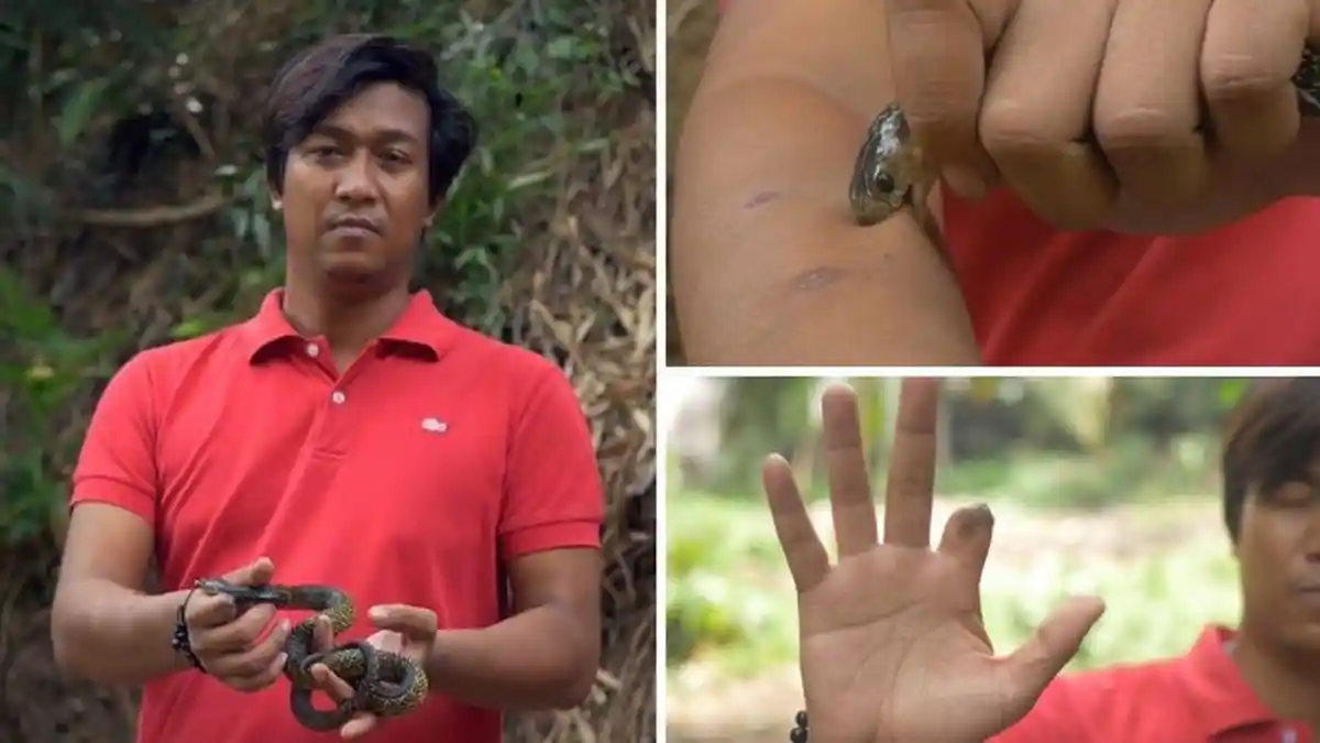 Pria di Filipina Ini Biarkan Dirinya Ratusan Kali Digigit Ular Berbisa, Alasannya Ternyata . . .