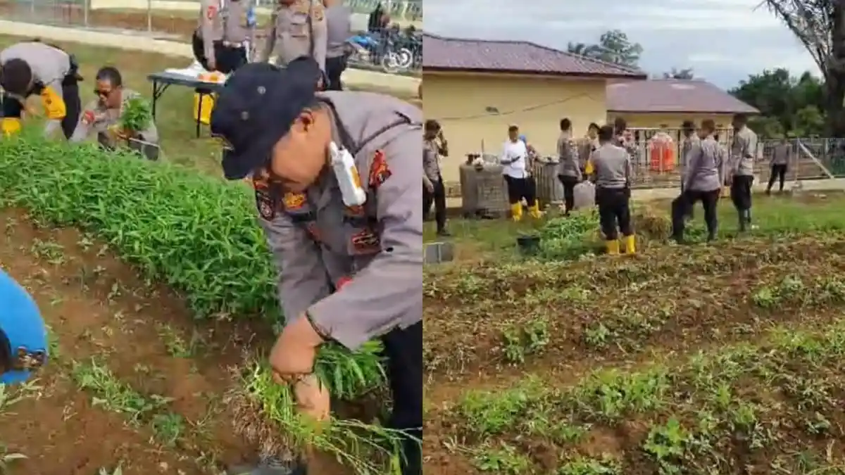 Ditsamapta Polda Sumut Panen Sayuran, Dukung Ketahanan Pangan Program Asta Cita