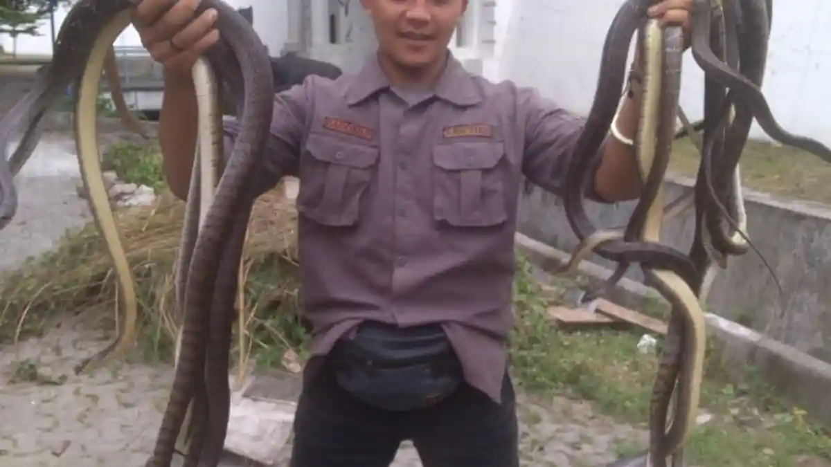 Penampakan Ular yang Ditangkap di Benteng Vastenburg Solo, Ada Belasan dan Langsung Diamankan