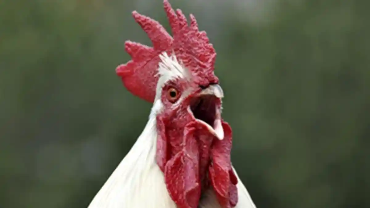Rahasia Sukses Budidaya Ayam Kampung, Mulai dari Pemilihan Bibit hingga Kandang