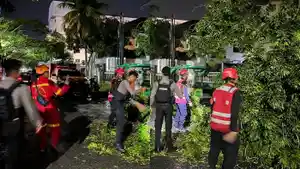20250113_pohon-tumbang.jpg