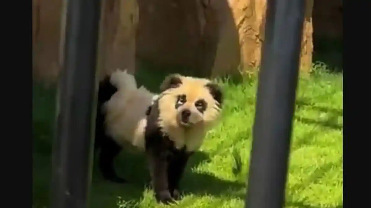 Panda Menggonggong? Kebun Binatang di China Akui Tipu Pengunjung