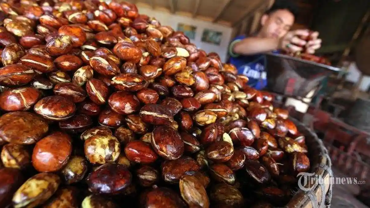 8 Manfaat Jengkol bagi Kesehatan Tubuh, Lengkap dengan Tips Mengonsumsinya