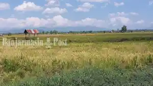salah-satu-daerah-di-Kalsel-yang-masih-memiliki-lahan-pertanian-yang-potensial.jpg
