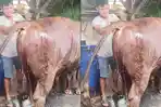Peternak Sapi Resah Kasus Penyakit Mulut dan Kuku Mulai Merebak di Kota Batu