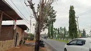 Pohon-pelindung-mati-di-Jalan-Irian-Kota-Bengkulu-Minggu-482024.jpg