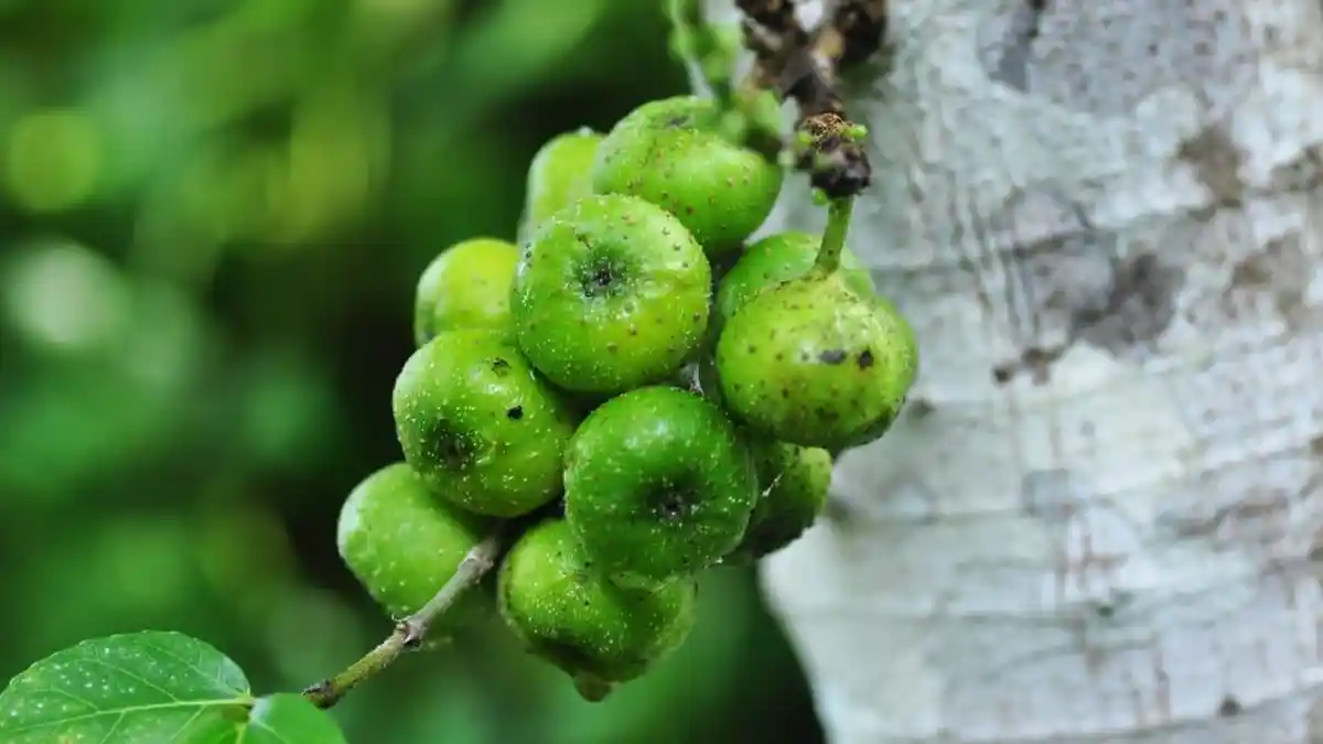 Loa, Pohon dengan Segudang Manfaat Termasuk Obat Tradisional Diabetes