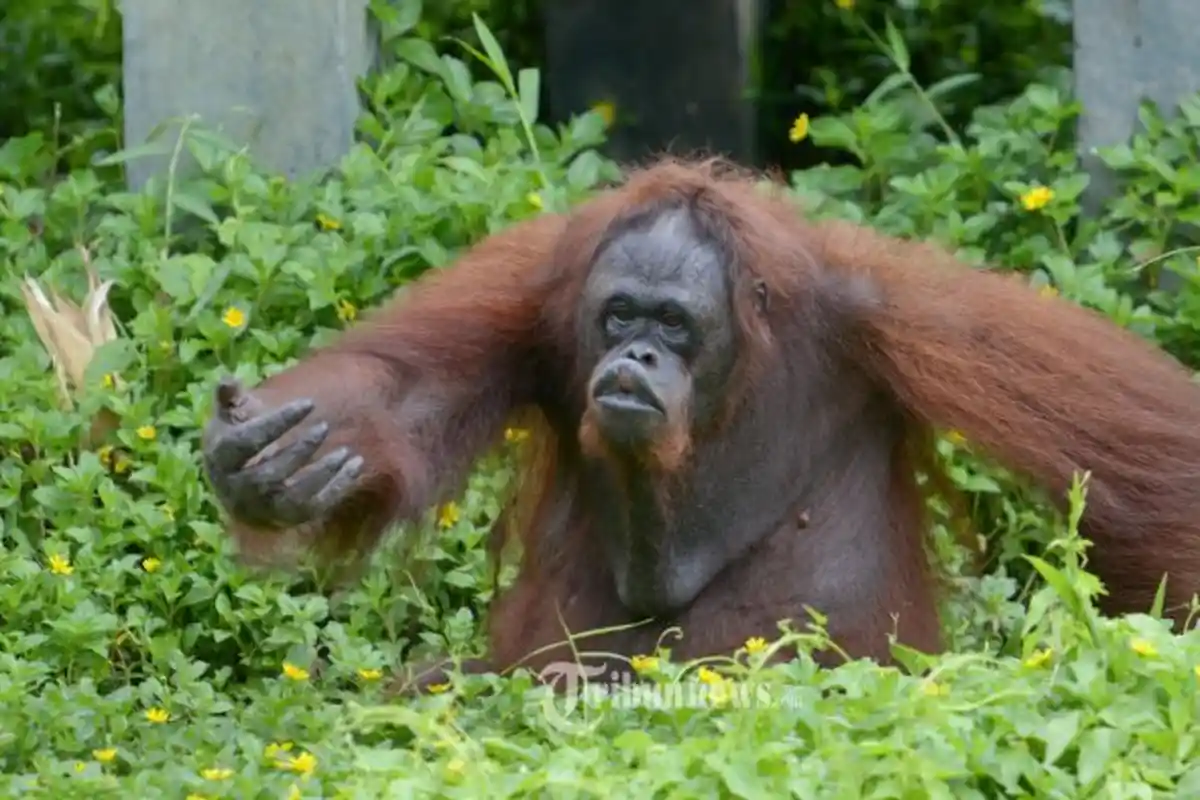Orang Utan di Aceh Ditembak 74 Peluru hingga Kritis, Kementerian Kehutanan Beri Kecaman Keras