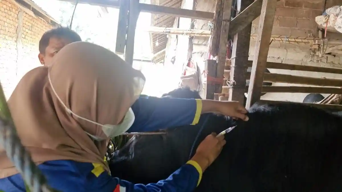 Pengawasan Hewan Kurban Iduladha 2026 di Penajam Paser Utara Diperketat, Empat Wilayah Diperiksa