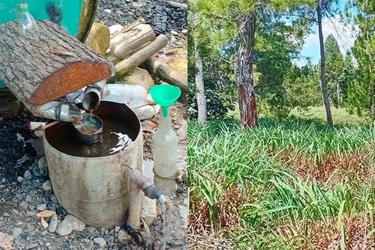 Jelang Lebaran Idul Fitri Harga Minyak Serai Wangi Tembus Rp 310.000 per Kg di Gayo Lues 