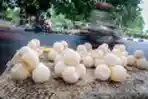 Pedagang Telur Penyu di Banda Aceh