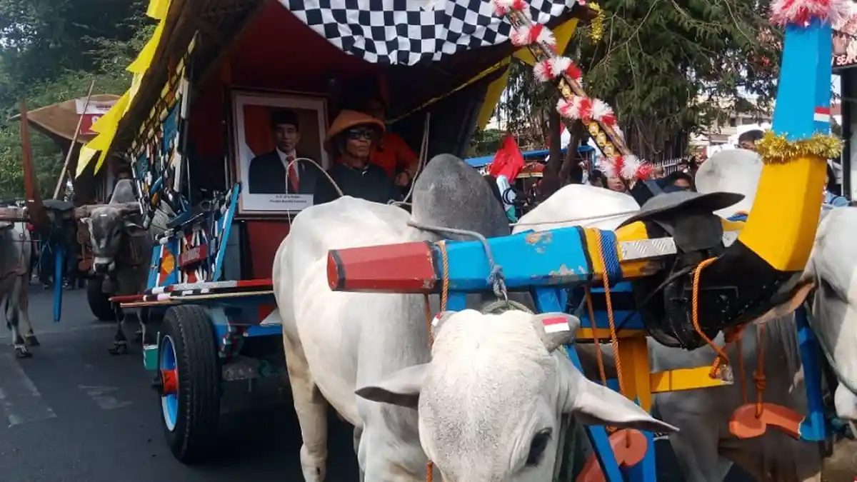 Foto Jokowi dan Ma'ruf Amin Diarak Gerobak Sapi Tradisional pada Parade Merah Putih