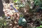 pria-tergantungdi-pihon-cempedak-kotim.jpg