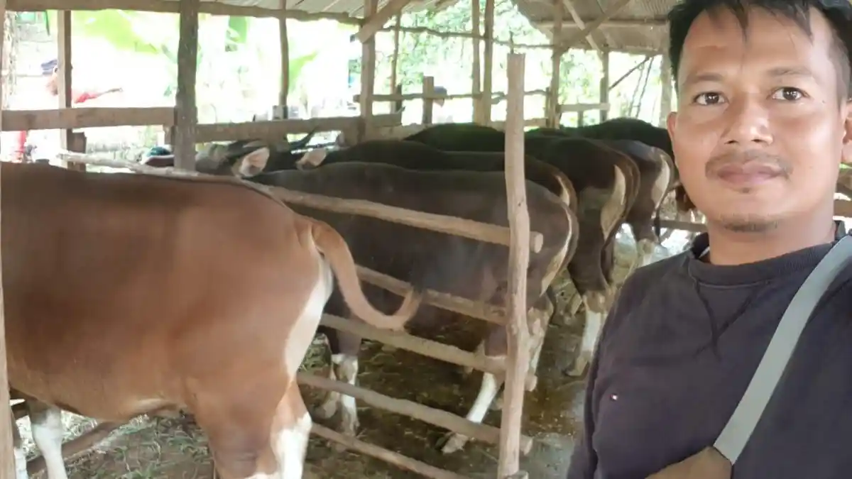 Iduladha 1443 H, Ormas Islam di Tala Ini  Berkurban Tiap Tahun, Ini Jumlah Sapi yang Dipotong