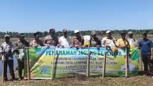Jagung-8iohoi.jpg